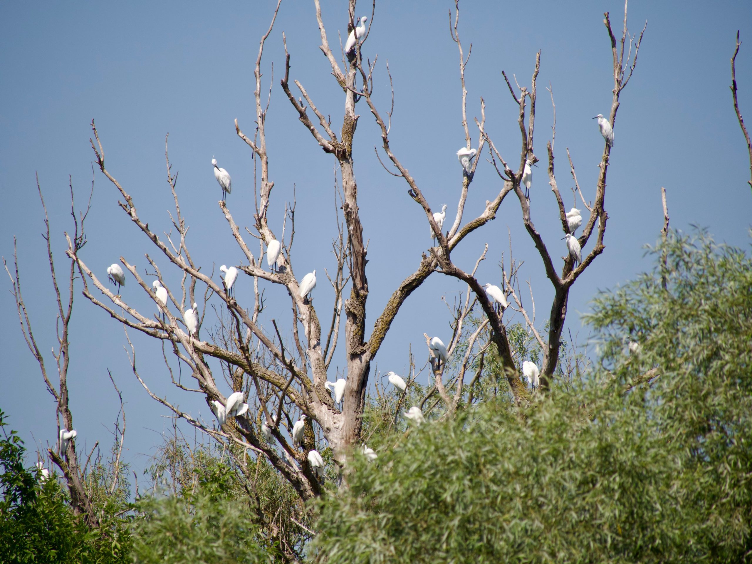 Boom met reigers
