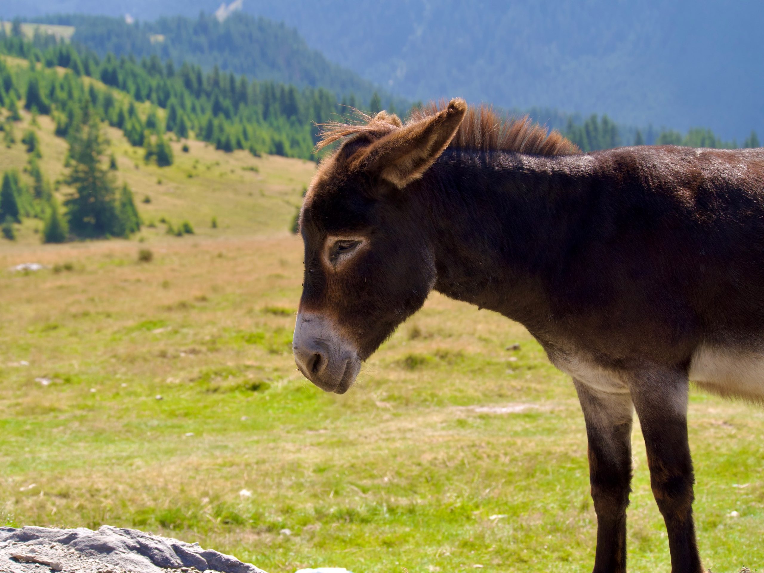 een ezeltje onderweg in Roemenië