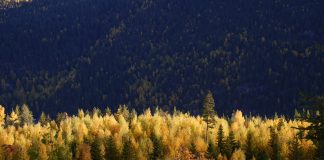 Bos met herfstkleuren in Noorwegen