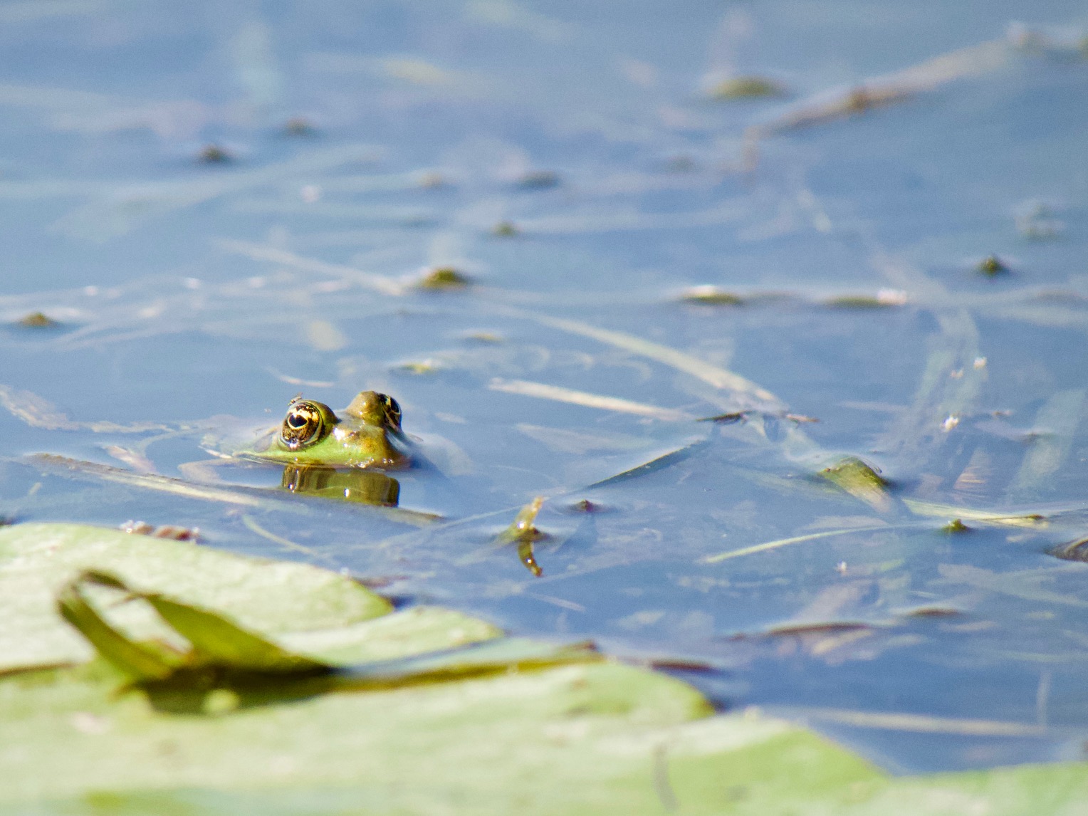 Een kikker in het water in de Donaudelta