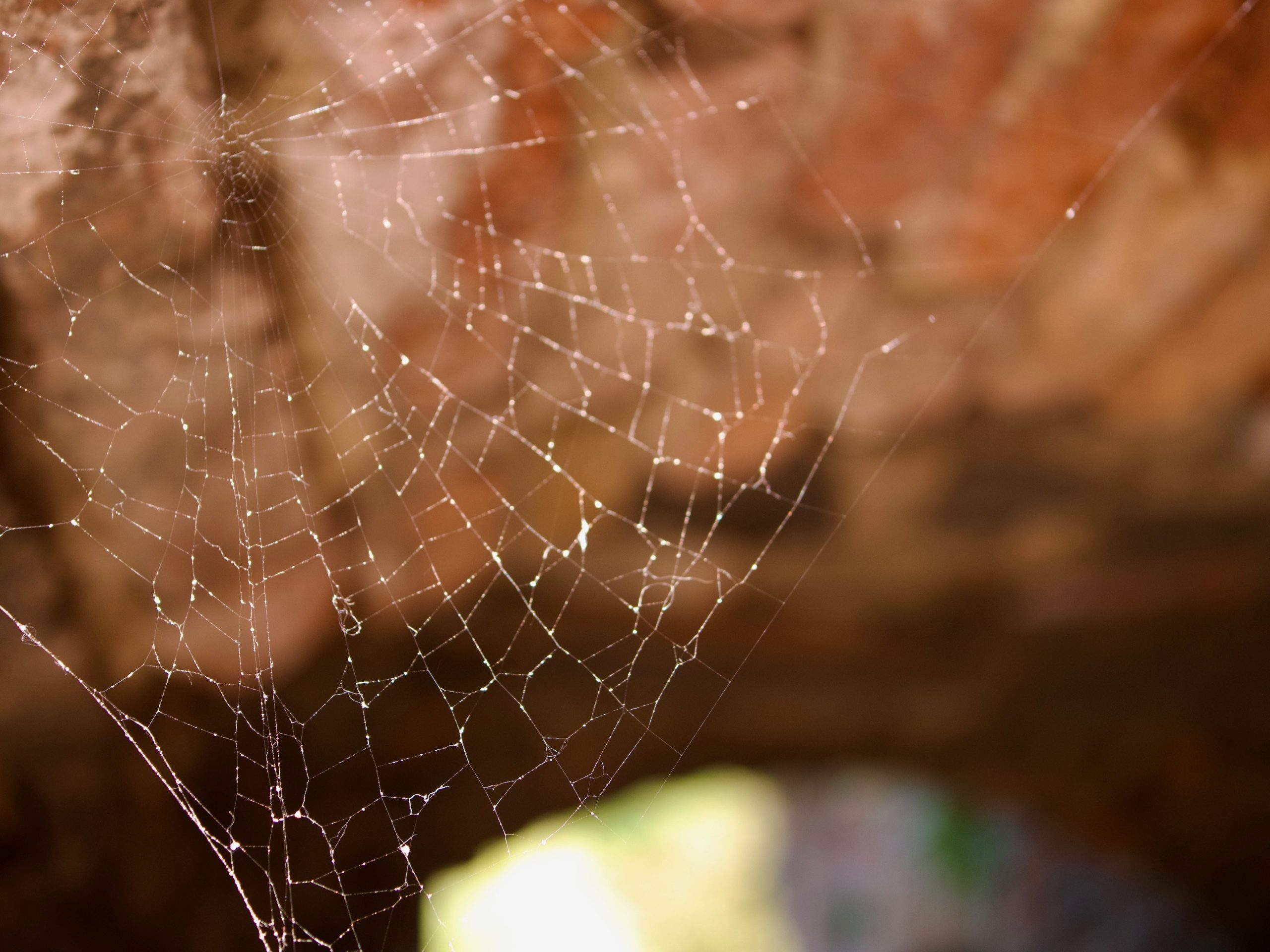 Een spinnenweb in kasteel Heenvliet
