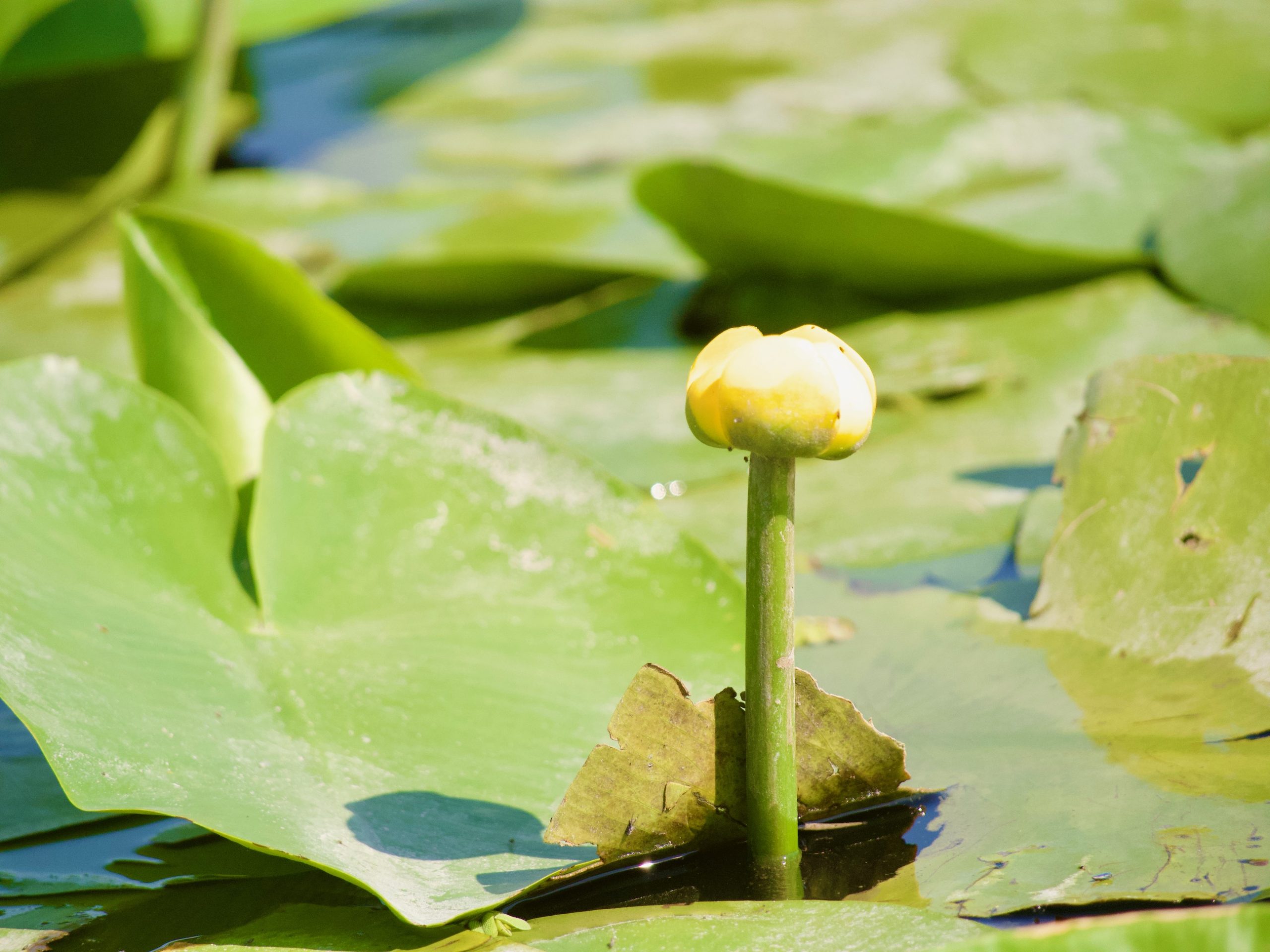 Een gele waterlelie in de Donaudelta in Roemenië