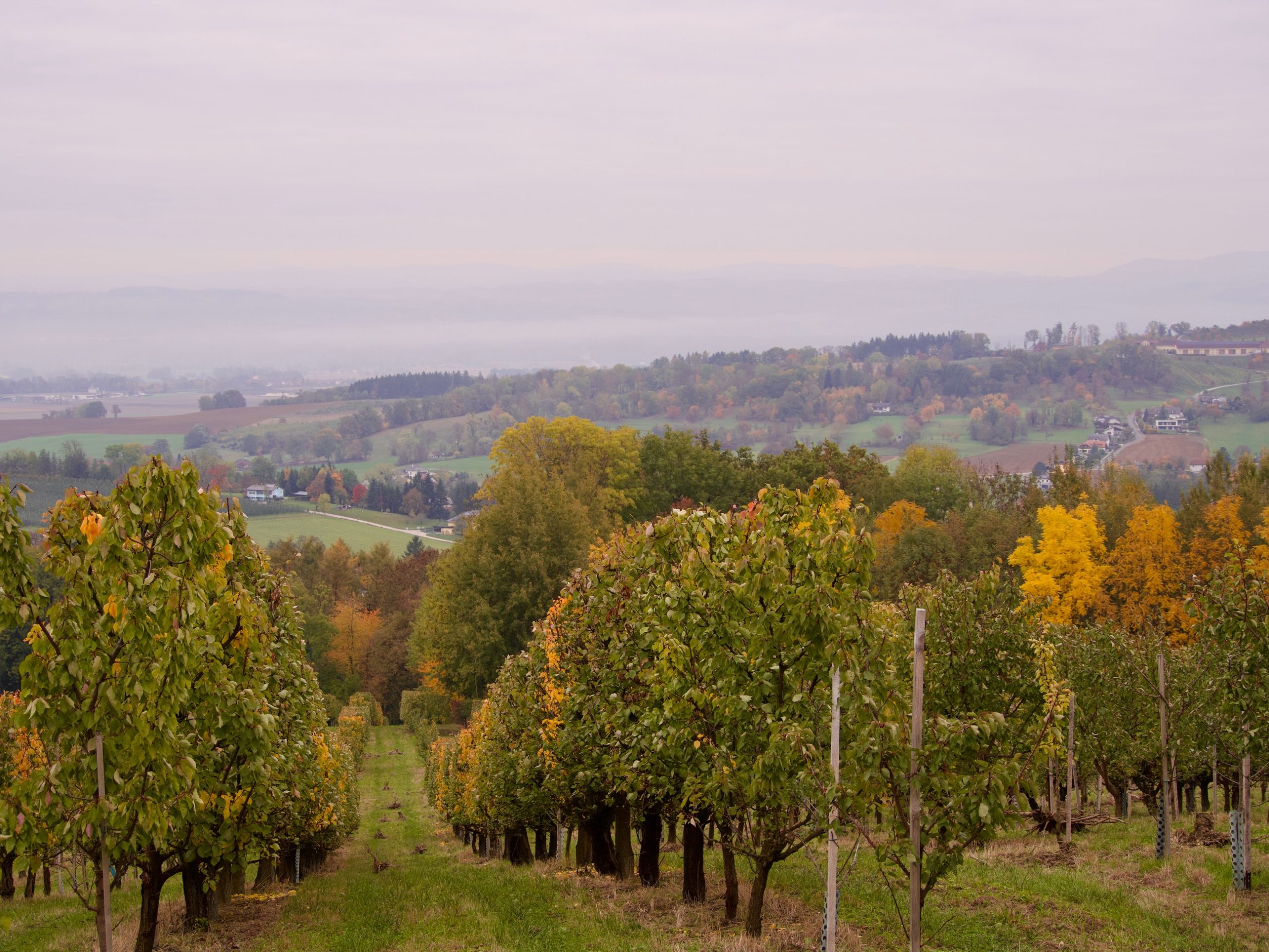 Een appel- en perenboomgaard in Opper-Oostenrijk