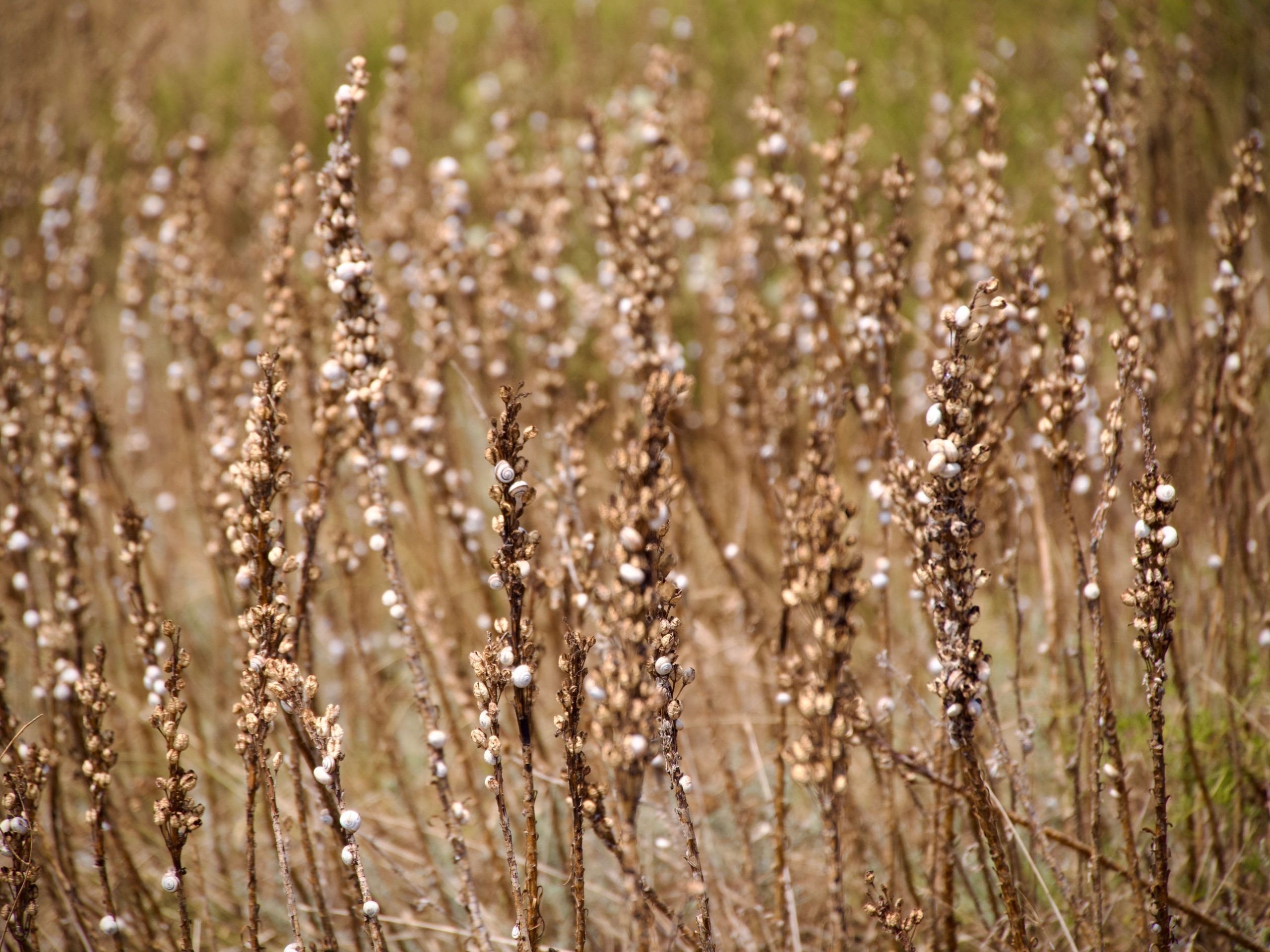 Planten met slakjes erin bij Kaap Kaliakra in Bulgarije