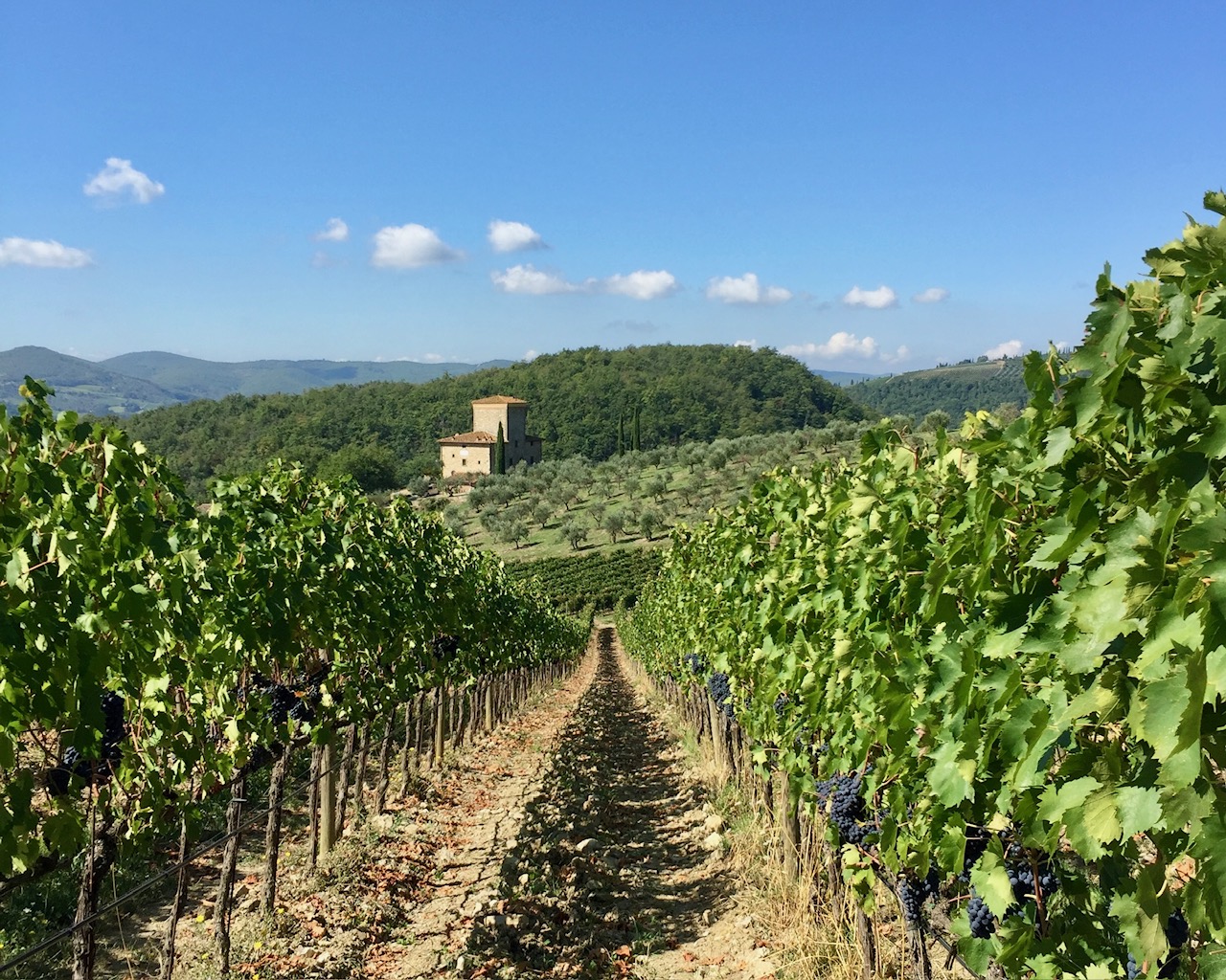 wijngaard chianti