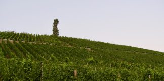 Randersacker wijnvelden