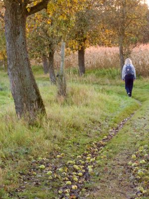 Wandelen in de Ciderregio Hausruck