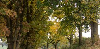 Fietsroute Oberösterreich in de herfst Vom Kurpark in den Naturpark
