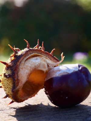 kastanje gefotografeerd tijdens een low-budget herfstvakantie