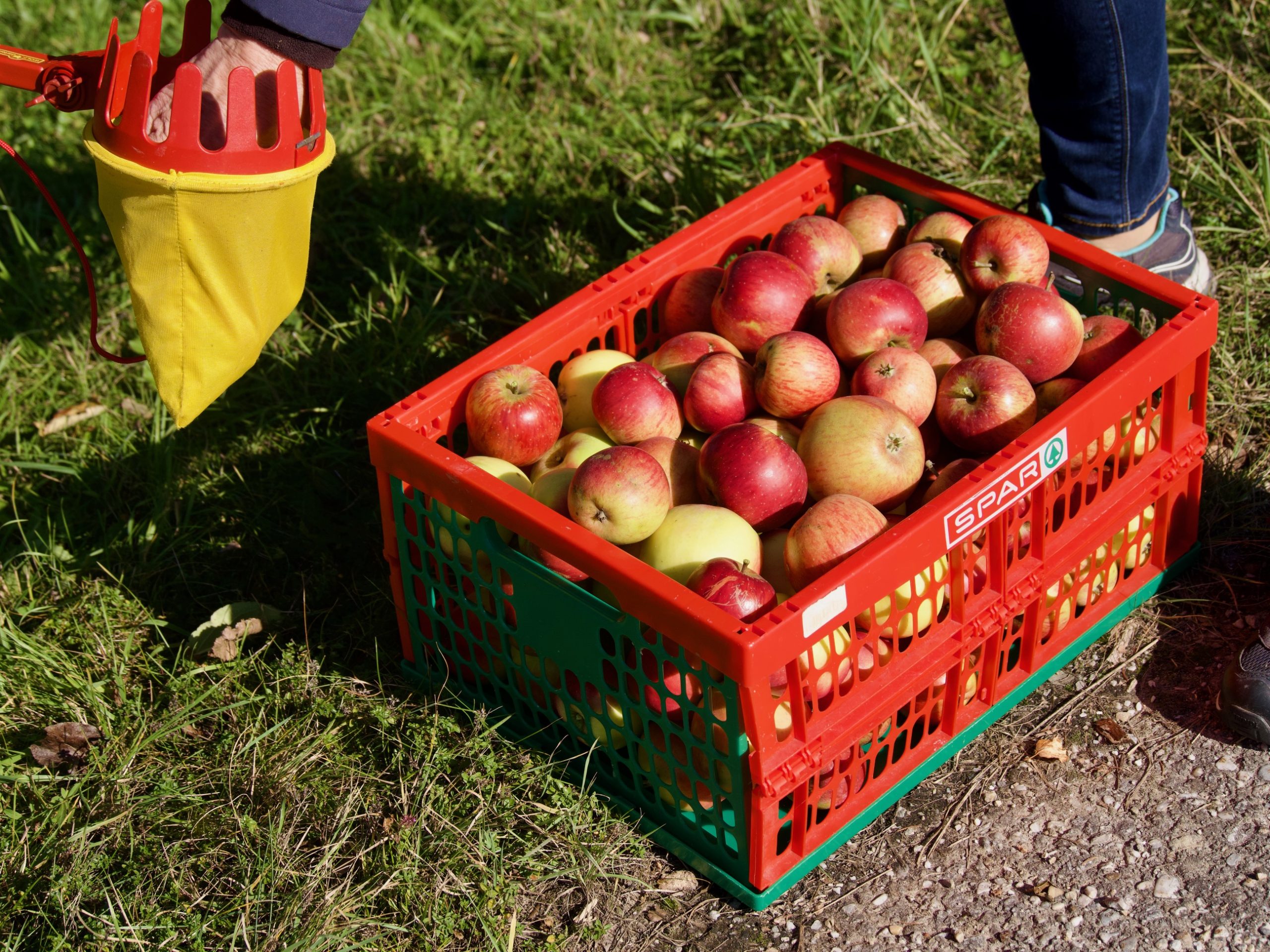 Appelpluk in de ciderregio Hausruck in Oberösterreich