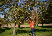 Appels oogsten in de ciderregio in Opper-Oostenrijk