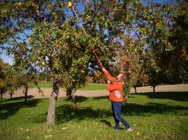 Ciderregio Hausruck: verken de peren- & appelcider van Opper-Oostenrijk Appels oogsten in de ciderregio in Opper-Oostenrijk