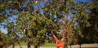 Appels oogsten in de ciderregio in Opper-Oostenrijk