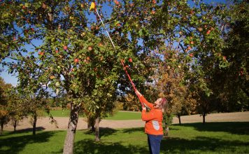 Appels oogsten in de ciderregio in Opper-Oostenrijk