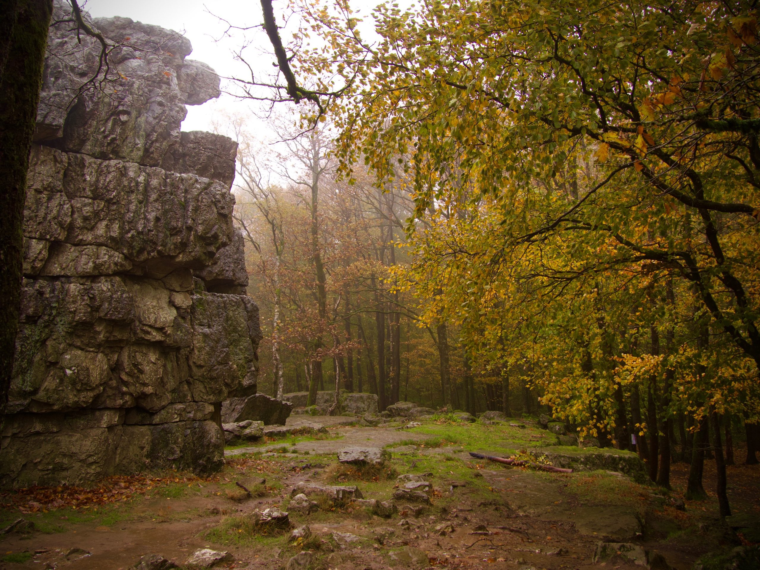 bos bij Roc la tour Montherme