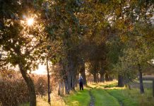 fruitbomenwandeling