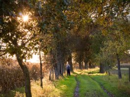 Mostobstbaumallee, wandelen door de historische fruitbomenlaan van St. Georgen fruitbomenwandeling