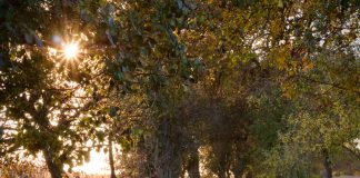 fruitbomenwandeling