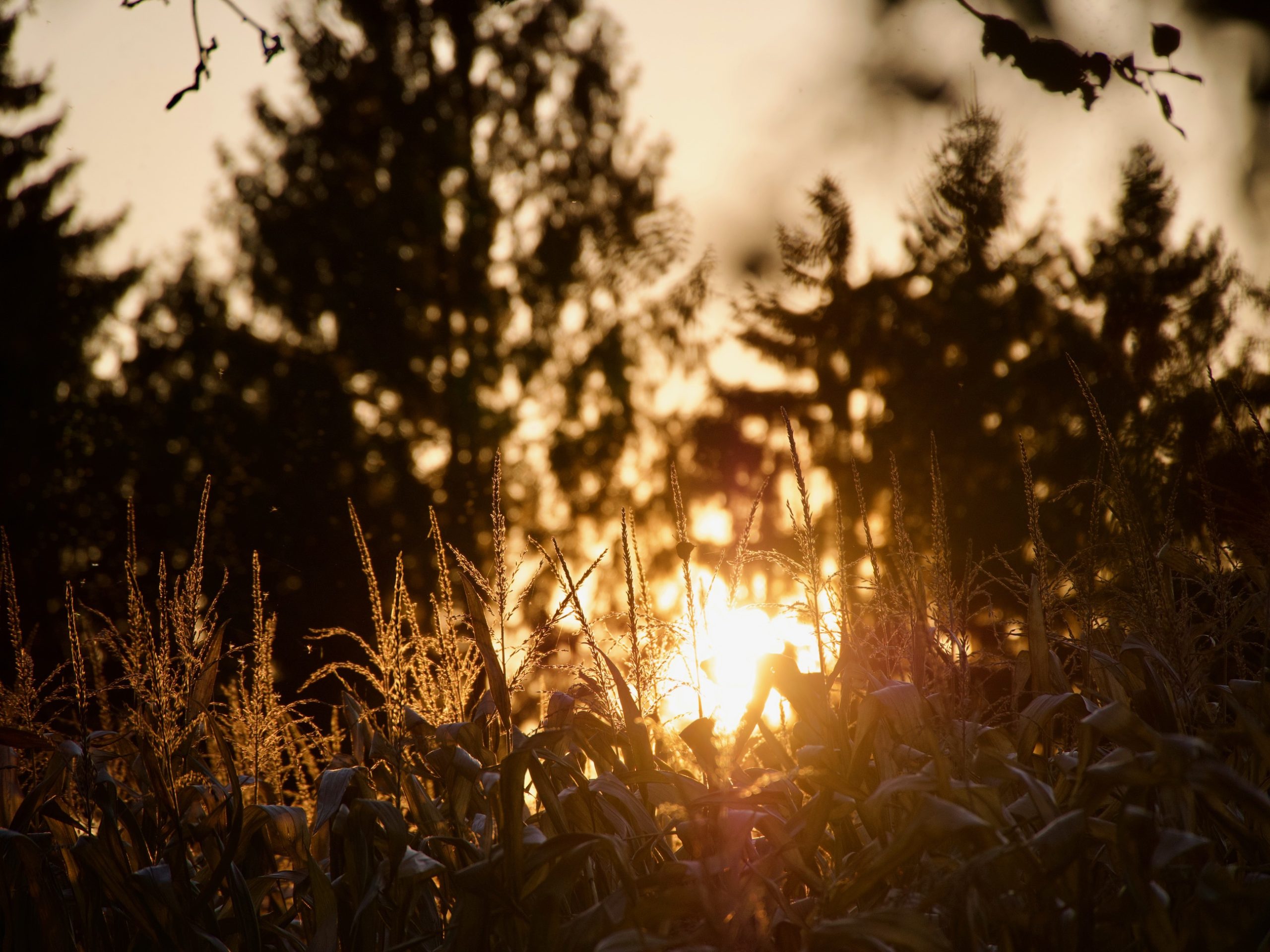 mais met de zon er doorheen
