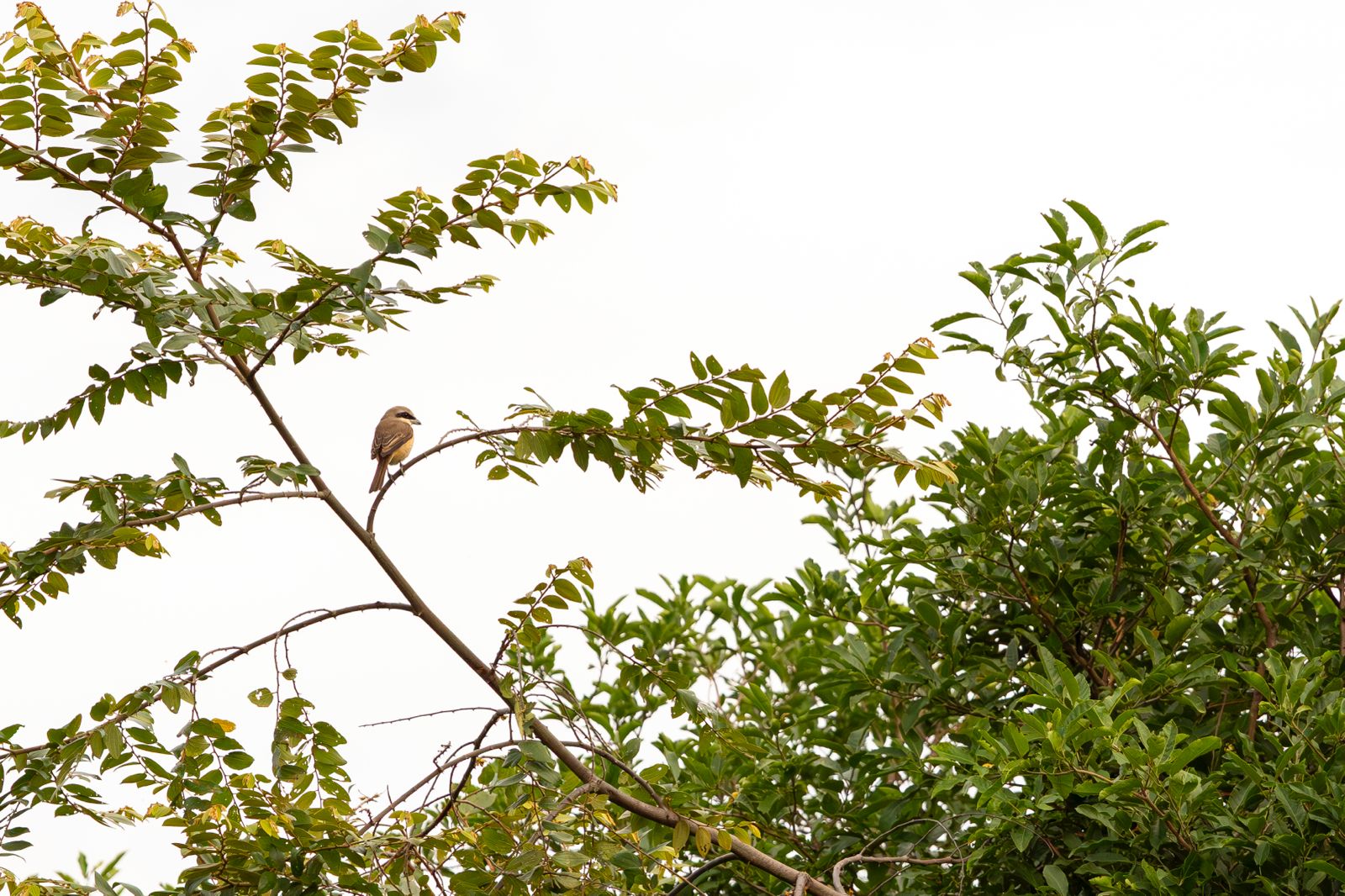 Een bruine klauwier in een boom