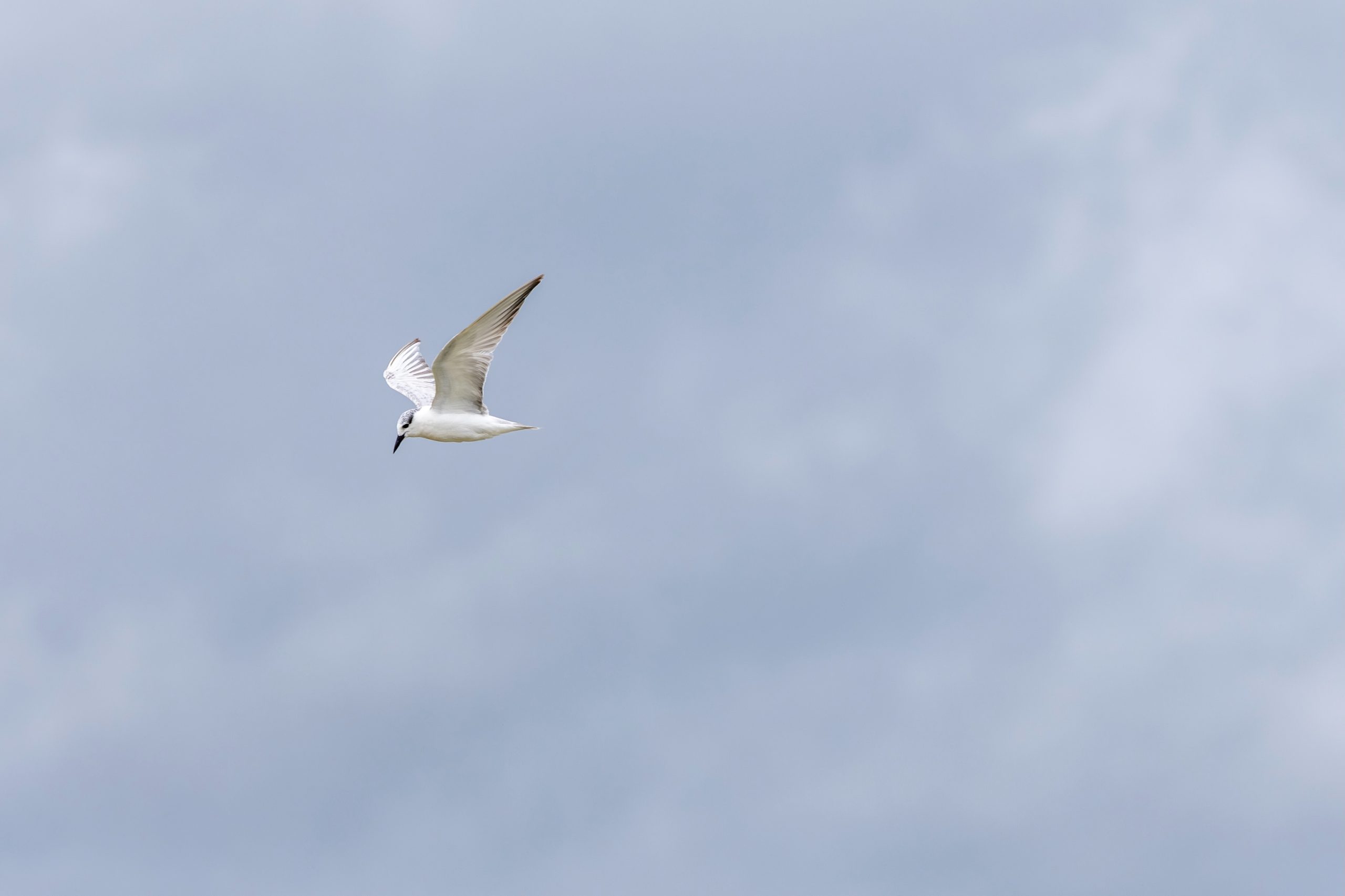 Grote stern in de lucht
