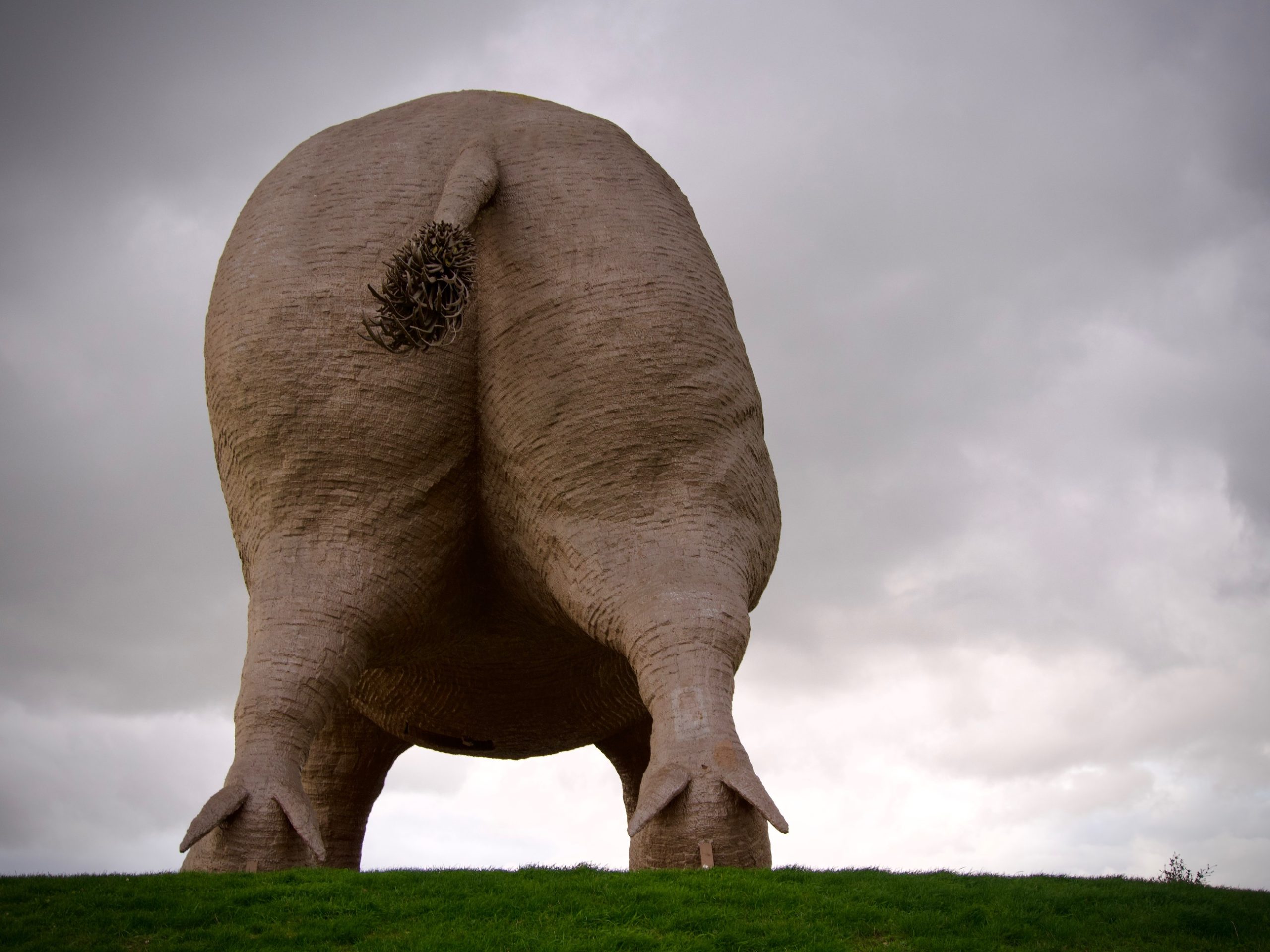 De achterkant van het enorme everzwijn in Frankrijk