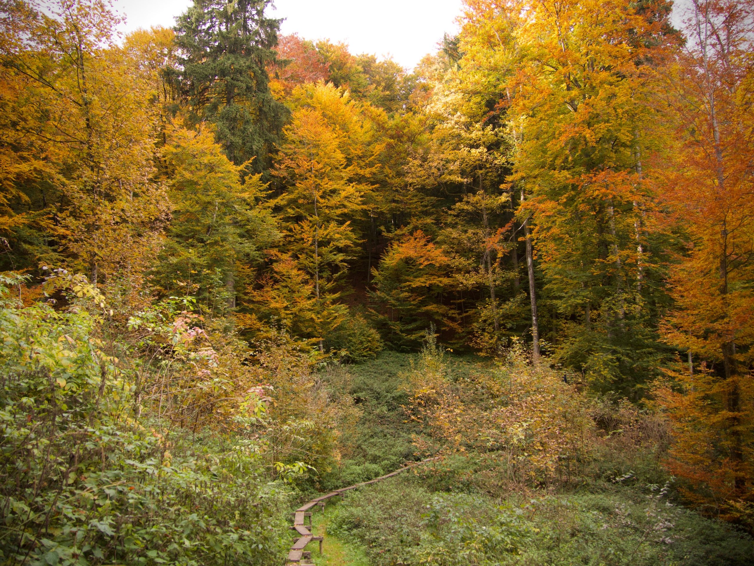 Bos regio Bad Schallerbach