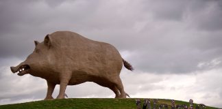 Het levensgrote everzwijn in de Ardennen