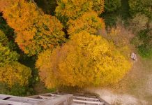 Uitzichttoren Luisenhรถhe: wandelen over het Pad van de Zintuigen in Haag am Hausruck Gouden herfstkleuren vanaf de uitkijktoren