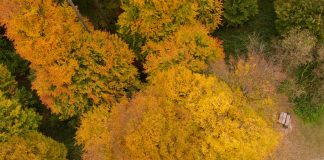 Uitzichttoren Luisenhöhe: wandelen over het Pad van de Zintuigen in Haag am Hausruck Gouden herfstkleuren vanaf de uitkijktoren
