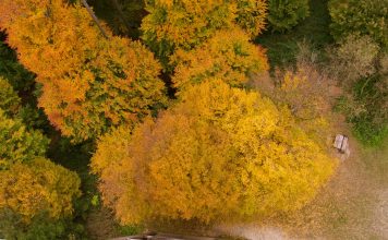 Uitzichttoren Luisenhöhe: wandelen over het Pad van de Zintuigen in Haag am Hausruck Gouden herfstkleuren vanaf de uitkijktoren