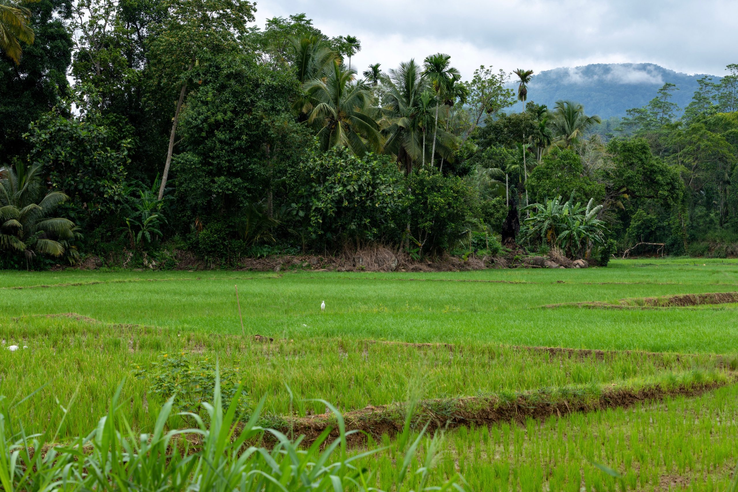Rijstvelden onderweg in Sri Lanka