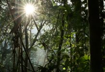 Reisverhaal Sri Lanka: mijn bezoek na de overstromingen door cycloon Ditwah Sinharaja Rainforest ochtendwandeling
