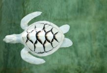 Ahungalla Sea Turtles Conservation Center: schildpadden redden aan de kust van Sri Lanka Albino schildpad in de schildpadden opvang in Sri Lanka