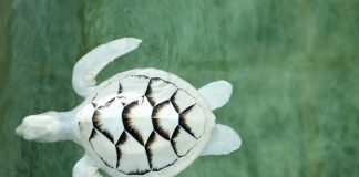 Albino schildpad in de schildpadden opvang in Sri Lanka