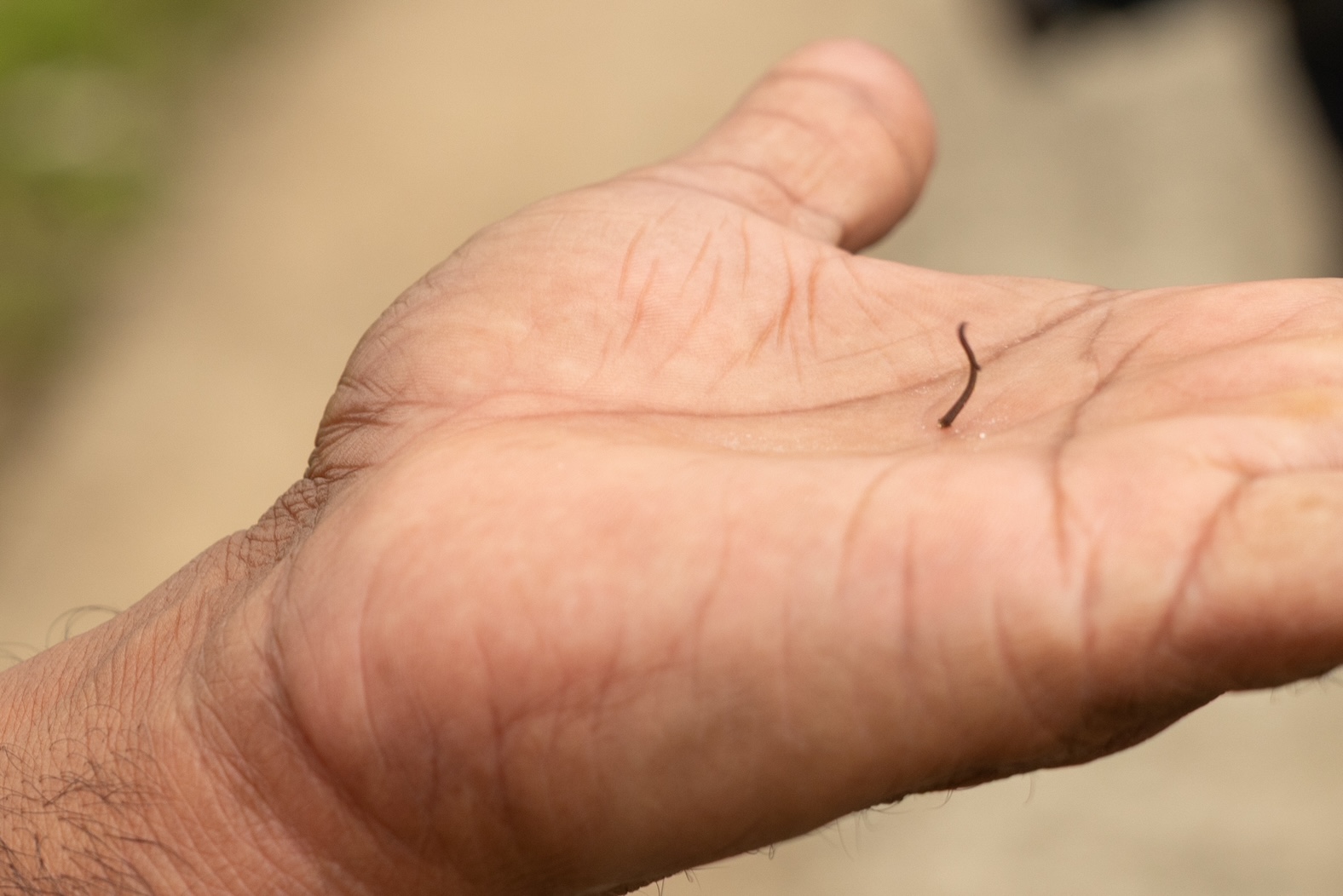 bloedzuiger op de hand van de gids in het regenwoud van Sri Lanka