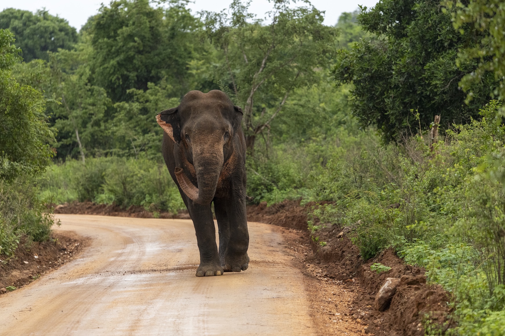Een olifant in Uduwalawe Nationaal Park