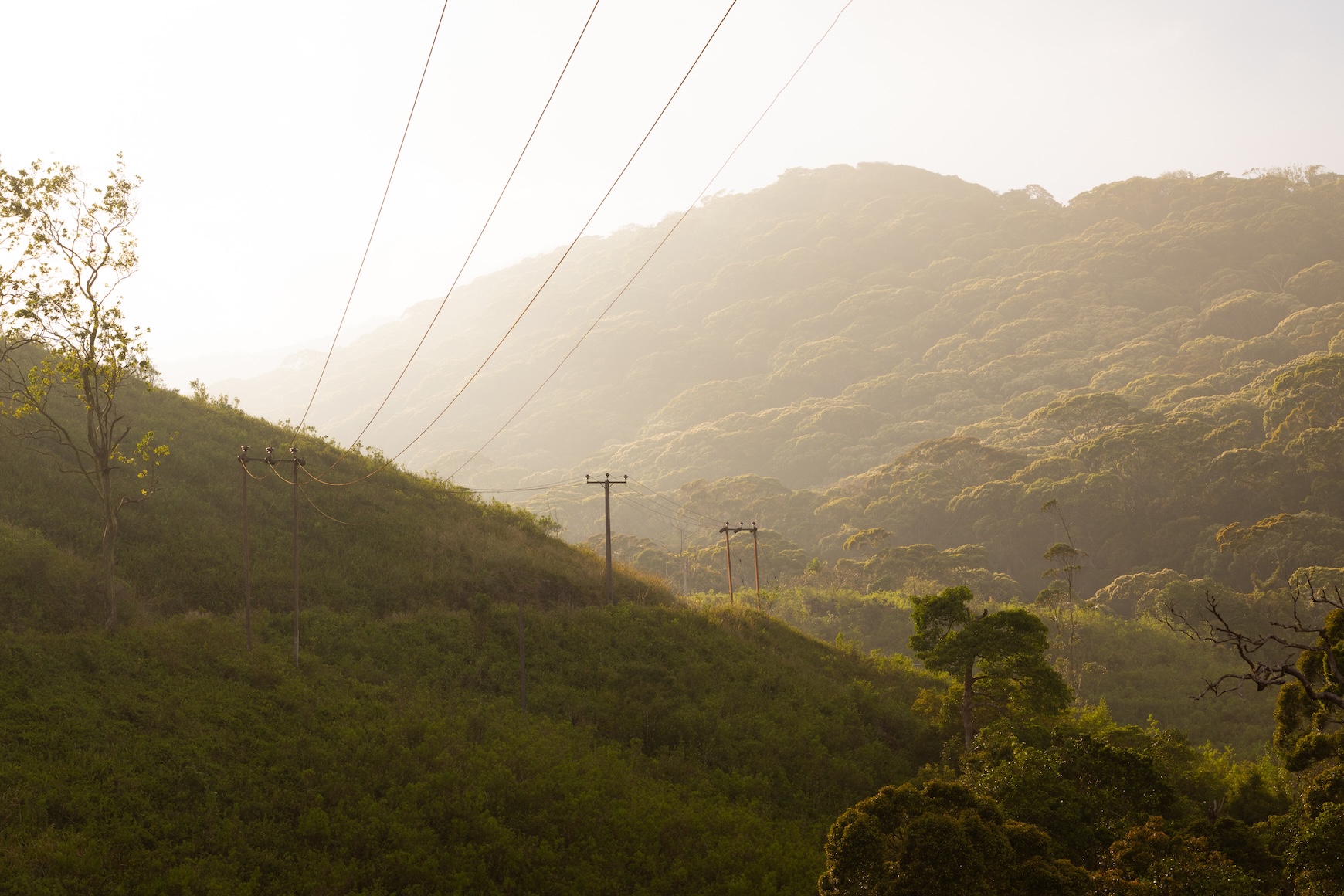 Het regenwoud in Sri Lanka bij de ondergaande zon