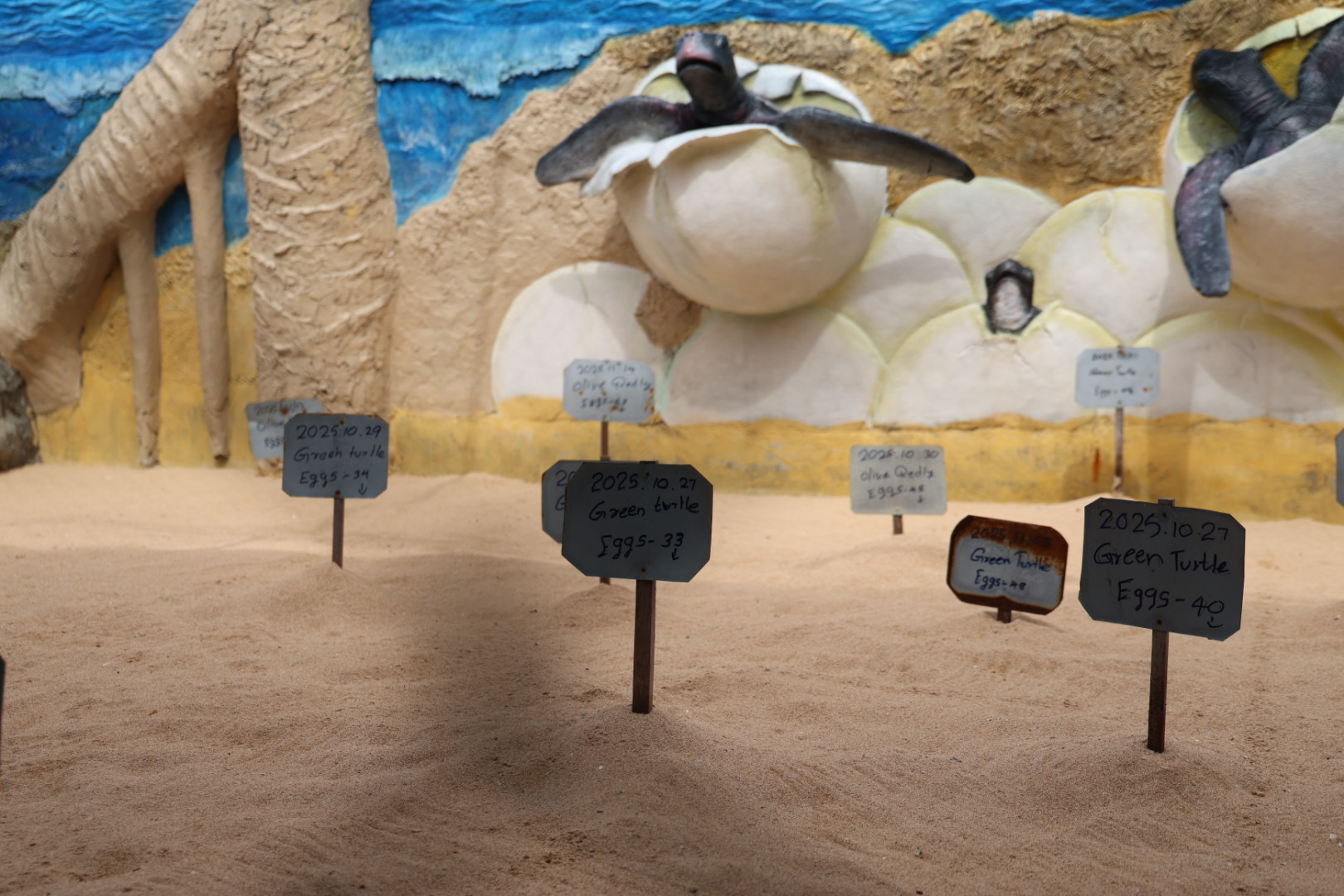 eieren van schildpadden in het zand