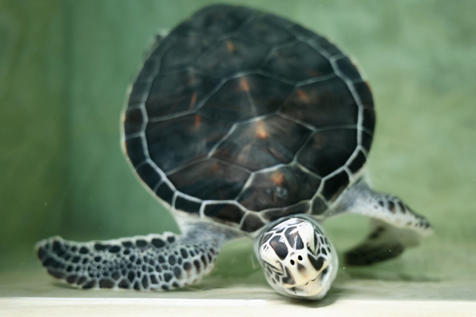 De schildpad steekt zijn kopje uit het water