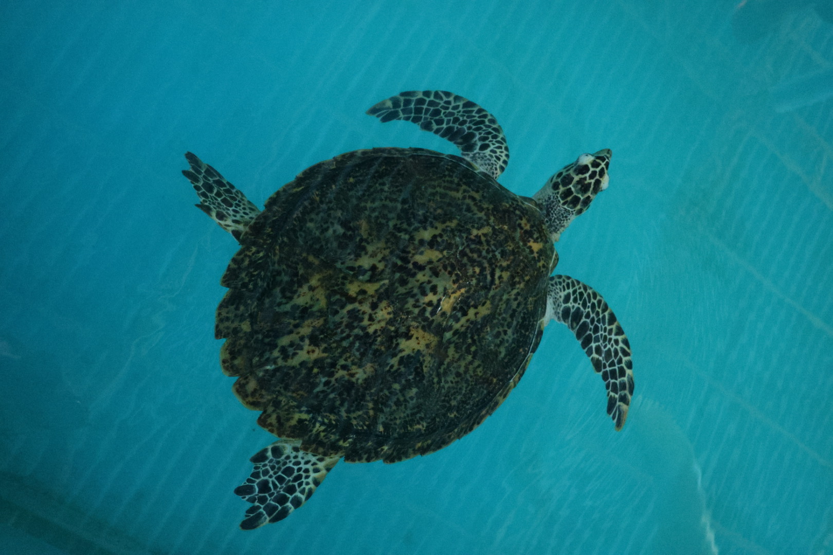 Een schildpad in het bassin van het opvangcentrum in Sri Lanka