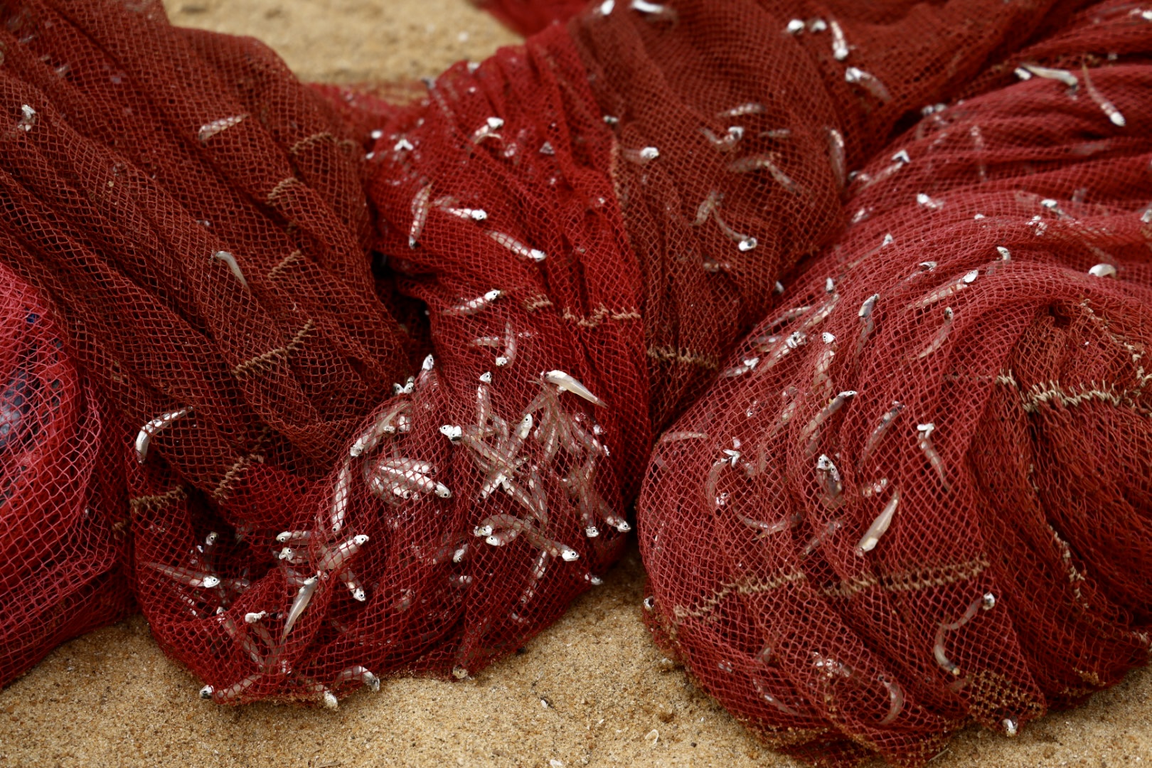 visnetten met kleine visjes