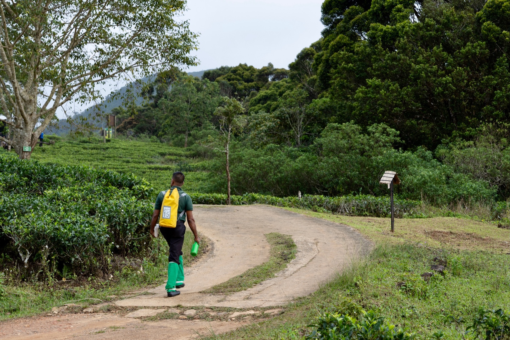 Wandeling door de jungle met een gids bij de Ecolodge in Sinharaja