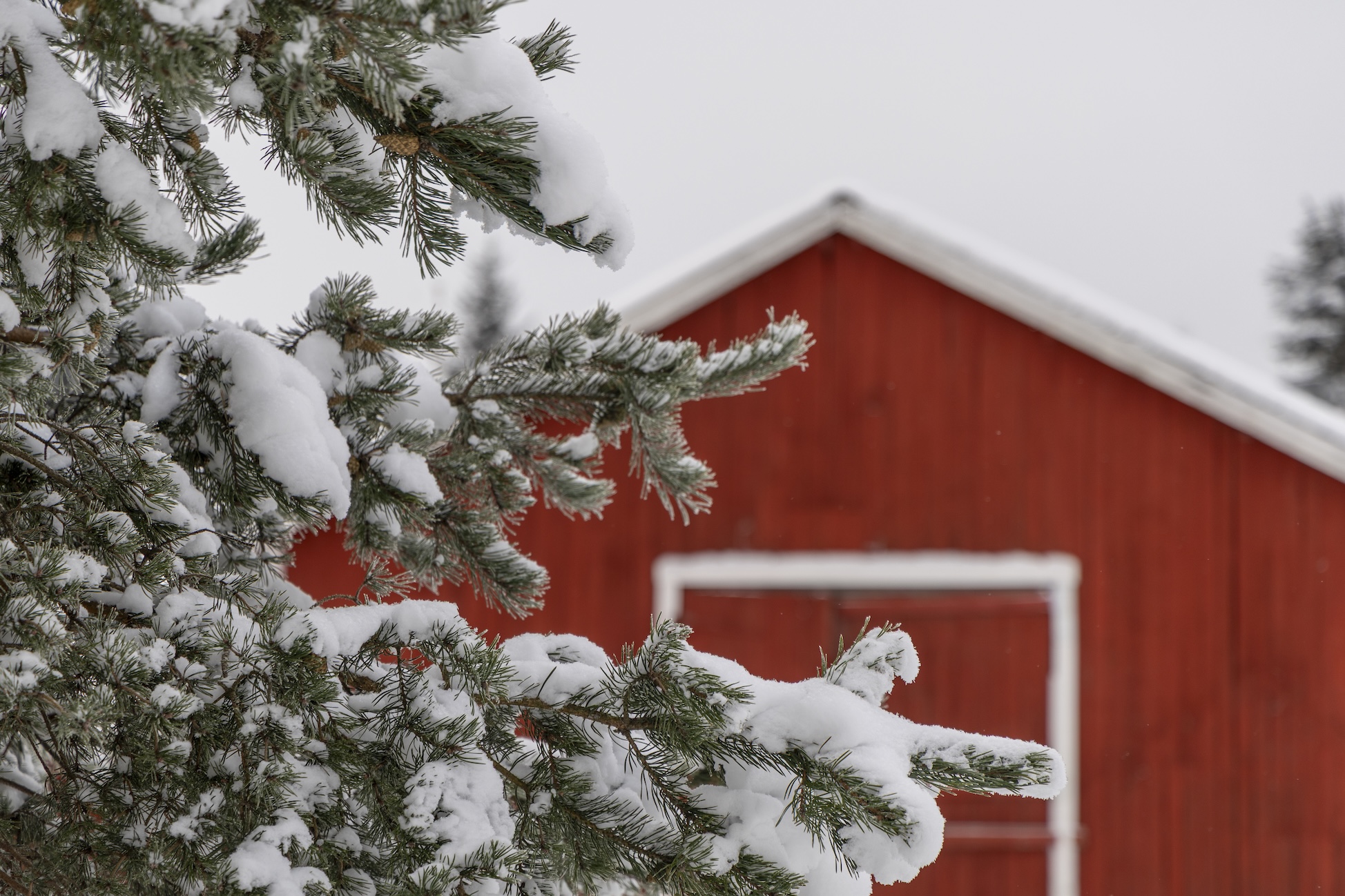 Rood huisje met besneeuwde boom bij het Saimaa meer