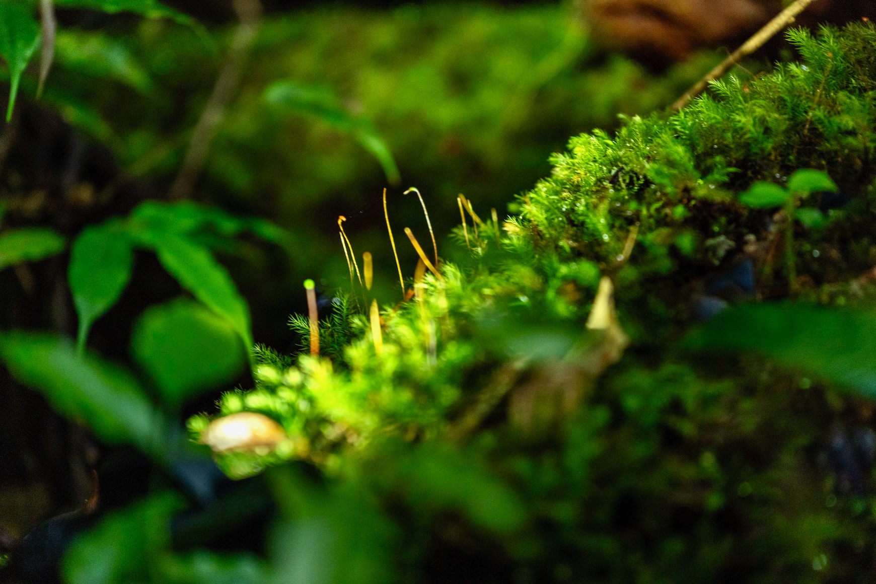 Dit plantje groeit echt alleen maar in het Sinharaja forest reserve en nergens anders ter wereld