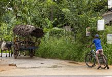 Kookworkshop Sri Lanka: een onvergetelijke groentecurry ervaring Een huifkar staat al klaar voor de rit naar de kookworkshop