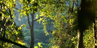 Mooi ochtendlicht in het Sinharaja regenwoud in Sri Lanka