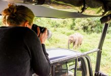 Waarom je op reis vaak afvalt (en op vakantie juist aankomt) olifanten fotograferen in Sri Lanka