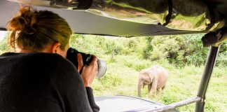 olifanten fotograferen in Sri Lanka
