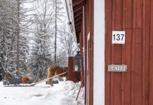 Wintervakantie in Lappeenranta & Imatra bij het Saimaa meer (complete reisroute voor 1 week) De paardenslee staat al klaar bij de stal